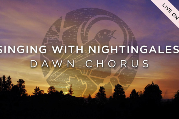 Singing With Nightingales: Dawn Chorus